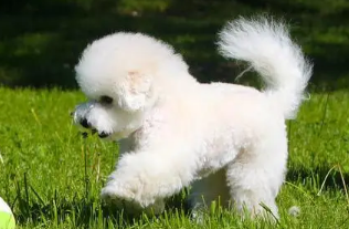 比熊犬怎么看品相？我来教你！