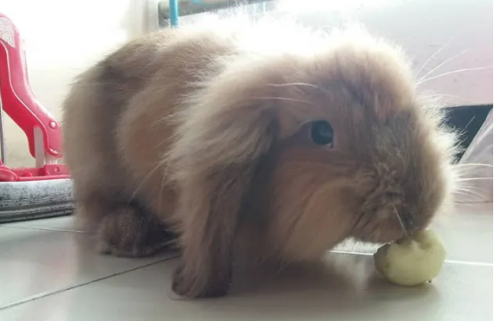 美国长毛垂耳兔如何喂养？宠主们可以了解一下
