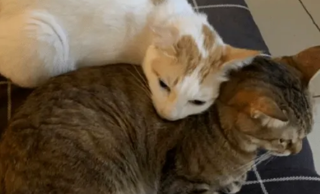 如何判断两只猫的地位？学会这几招一目了然