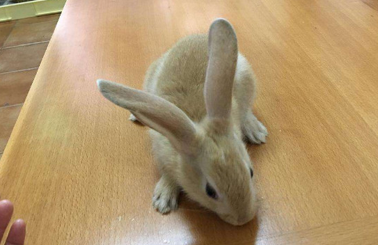 养兔子要注意什么，晚上需要一直开灯吗？