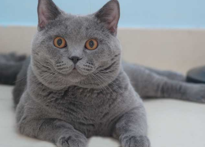 蓝猫几个月会变成“包子脸”？