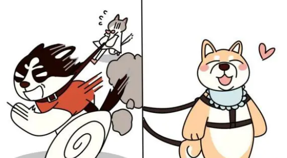 狗一扣上牵引绳就暴冲？牵引绳款式没选对