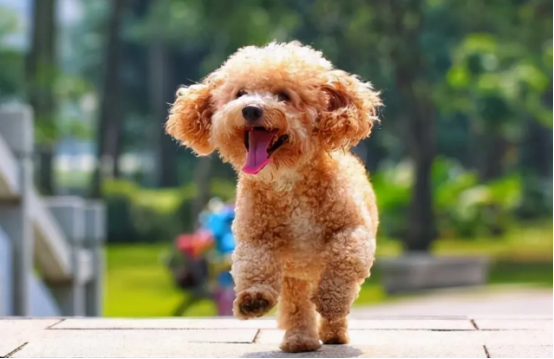 真假泰迪的区别，不想买到假的这份攻略一定要看