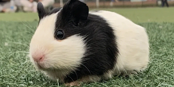 好奇？荷兰猪兴奋的表现是什么？