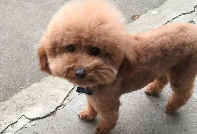 泰迪怎样分辨是小体的？铲屎官们一定要知道