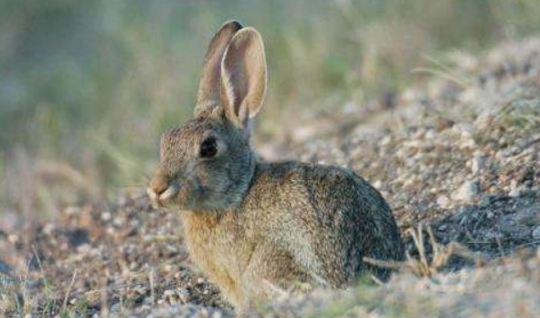 银狐兔养多久成年，来看看吧