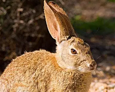 沙漠棉尾兔多少钱一只?想养的看过来 沙漠棉尾兔多少钱一只?想养的看过来