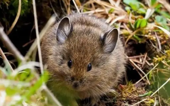 藏鼠兔是保护动物吗？在哪些地方有分布？