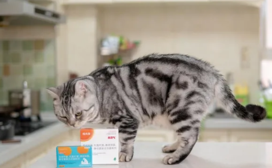 泰淘气增强免疫力的好助手 泰淘气增强免疫力的好助手