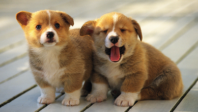 判断狗狗年龄的方法,速来了解! 判断狗狗年龄的方法,速来了解!