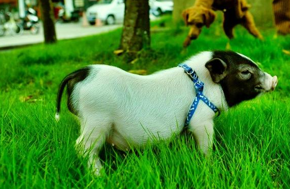 迷你香猪怕冷吗？说了你别不信