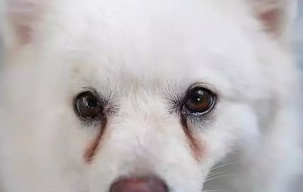 狗狗容易患上的几种常见眼科疾病有哪些？不妨来看看吧