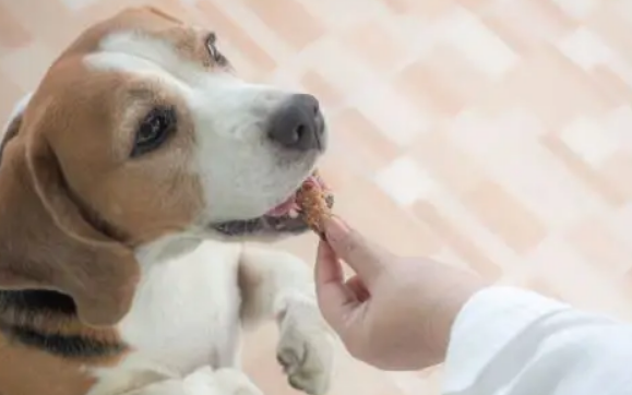 诺佛沙星给狗狗能吃吗?要注意买宠物专用! 诺佛沙星给狗狗能吃吗?要注意买宠物专用!