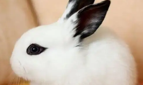 海棠兔可以吃黄瓜吗?一文为你解惑 海棠兔可以吃黄瓜吗?一文为你解惑