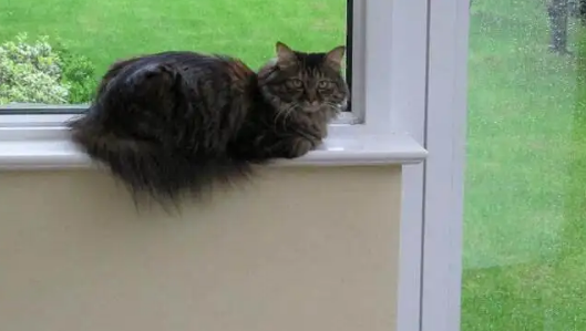 把猫咪关在门外，她会伤心吗 ？这里或许有你答案