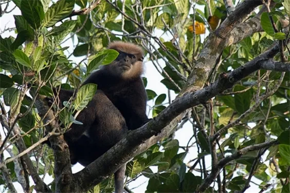 紫脸乌叶猴是什么？带你了解这个亚洲岛国的小精灵