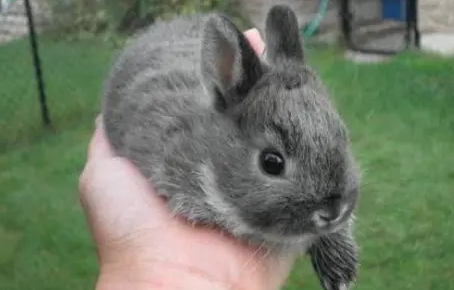 萌宠小科普：青紫蓝兔聪明吗？