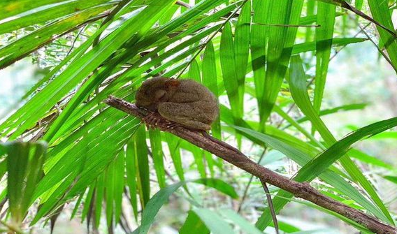 跗猴型下目到底有多大？这下终于明白了