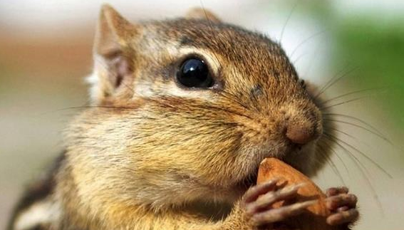 为什么家里不能养松鼠？其实可以的