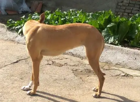 细狗真的很聪明，看这篇文章就知道了