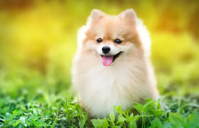 一篇帮你了解博美犬的性格及脾气