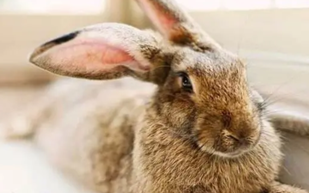 新手看过来，巨型花明兔哪有卖的？