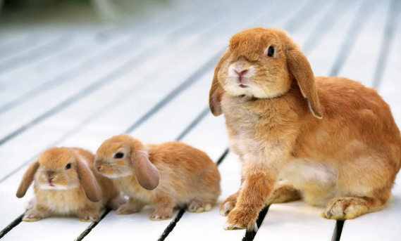 法国垂耳兔好养吗？感兴趣的可以看看！