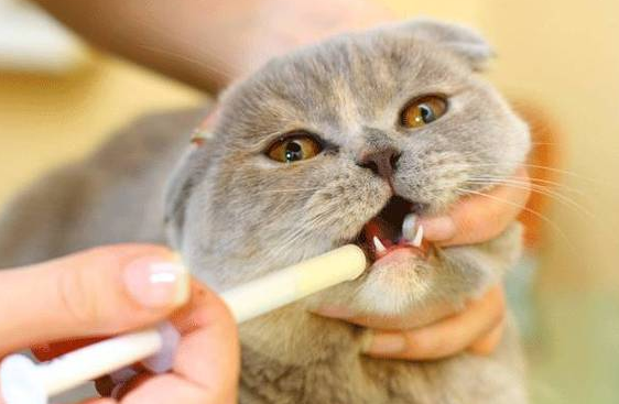 猫咪多大能驱虫？收藏这篇猫咪驱虫必看攻略！