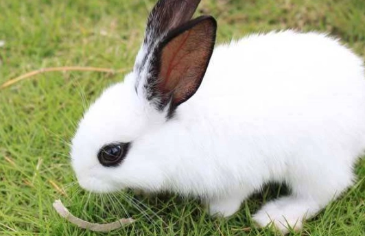 侏儒海棠兔咬人吗？本文给你答案