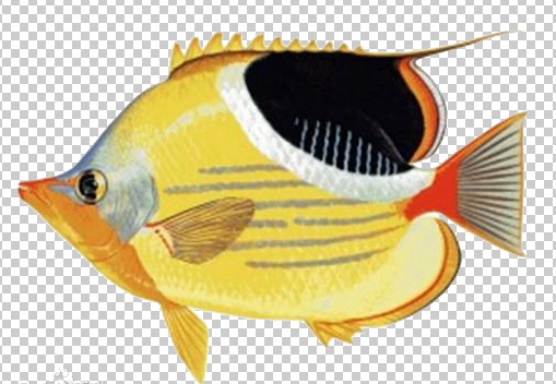 鞭蝴蝶鱼绝食怎么办？快试试这些食物，绝对让TA食指大动