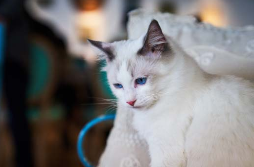 雪鞋猫和布偶猫长的如此之像,它们有什么区别吗? 雪鞋猫和布偶猫长的如此之像,它们有什么区别吗?