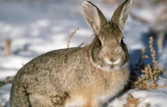 塞北兔和比利时兔有何区别，快来看看吧~