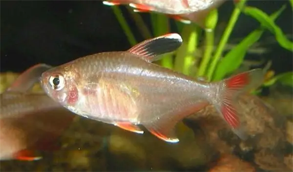 如何饲养新大钩扯旗，指南来咯！