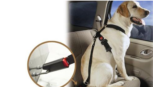 狗狗牵引绳选择哪种？铲屎官来看看吧