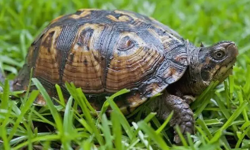 乌龟不吃龟粮的原因？一文替你解答！