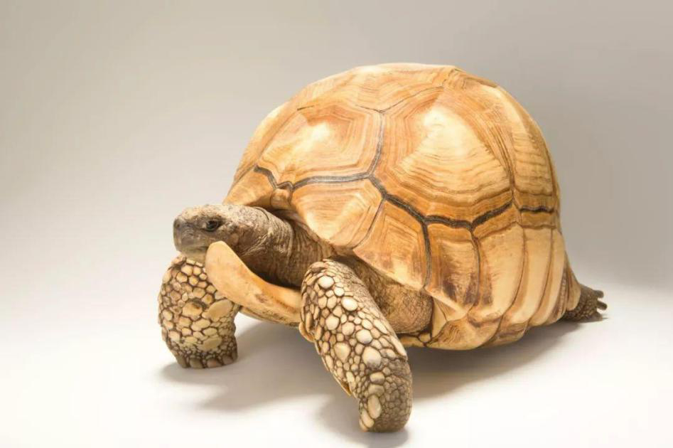 如何养一只“岁月静好”的安哥洛卡陆龟？这份喂养指南请收好