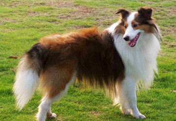 喜乐蒂牧羊犬是哪国的？不清楚的快来看看！