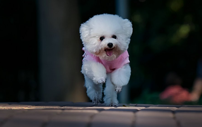 女生为什么不能养泰迪狗？有以下三种原因