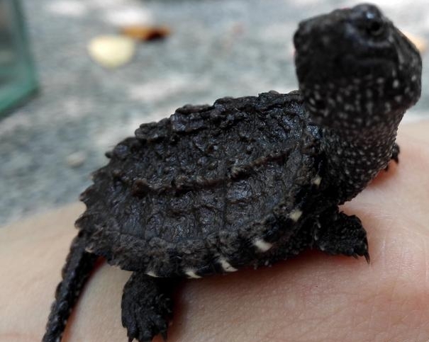 乌龟里竟然有这么可怕的存在，遇到北美拟鳄龟千万别围观！