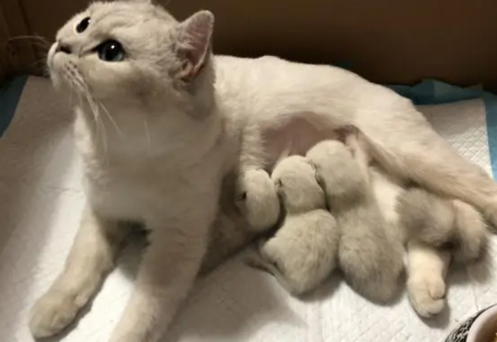 你们说小奶猫应该多大开始断奶换猫粮？