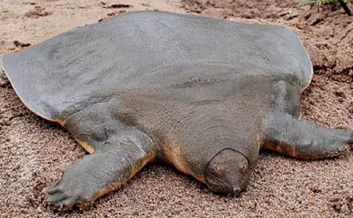 鼋的寿命有多少年？我来告诉你答案！