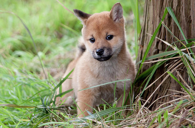 向日葵与幼犬的7天(2013)的剧照 向日葵与幼犬的7天(2013)的剧照