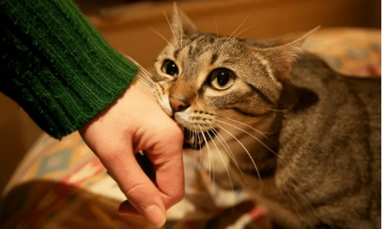 猫咪咬人怎么办？下面的方法值得get