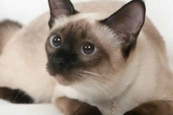 2岁暹罗猫可以换主人吗?速来了解! 2岁暹罗猫可以换主人吗?速来了解!