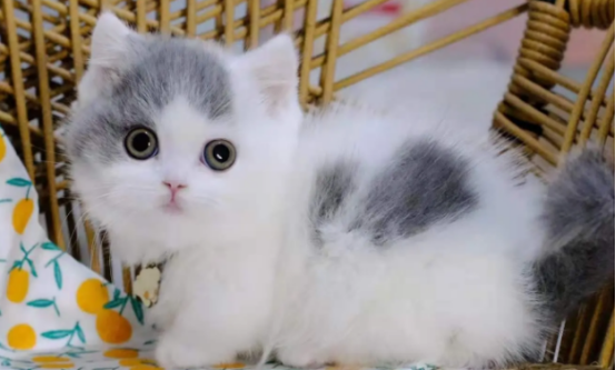 英短蓝白为什么会有花脸呢？这里有答案！