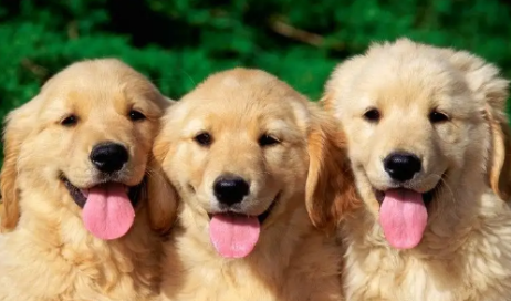 狗狗什么时候性成熟，来看看吧