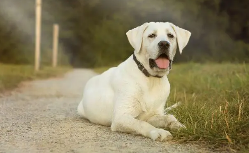 教你三招，解决紫外线对狗狗的伤害~