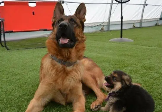 德牧长到多大开始叫唤