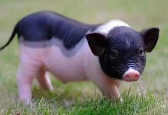 巴马香猪可以当宠物吗？看完这篇文章，你就知道了