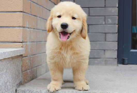 狗子看家哪个强?认准这三种就对了! 狗子看家哪个强?认准这三种就对了!